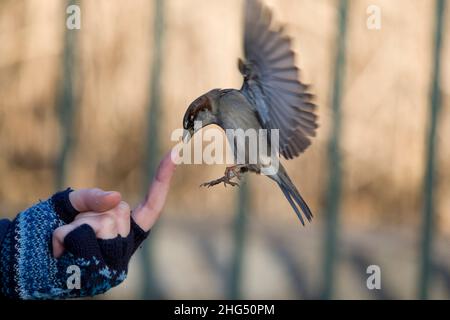 Un Bruant de maison est planant devant le doigt pour prendre de la nourriture Banque D'Images