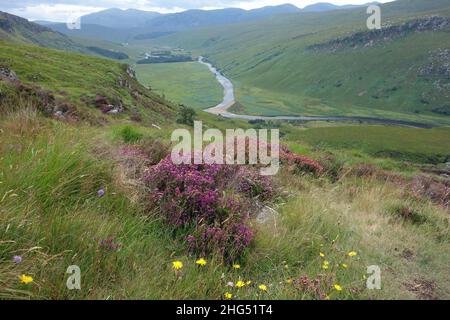 Strathmore River Valley & Heather on the Hillside by the Path to the Scottish Mountain Munro « Ben Hope » à Sutherland, Scottish Highlands, Écosse. Banque D'Images