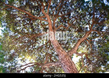 Vue de dessous jusqu'au sommet de l'immense arbre.Photo texturée d'un grand ou grand arbre ou d'un arbre haut ou haut le jour ensoleillé.Concept d'alimentation en oxygène.C'est peut-être du cèdre. Banque D'Images