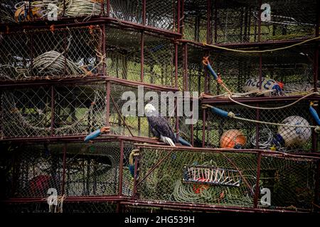 Aigle à tête blanche assis au-dessus des pots de pêche au crabe royal dans le port hollandais, à Unalaska, aux îles Aléoutiennes Banque D'Images