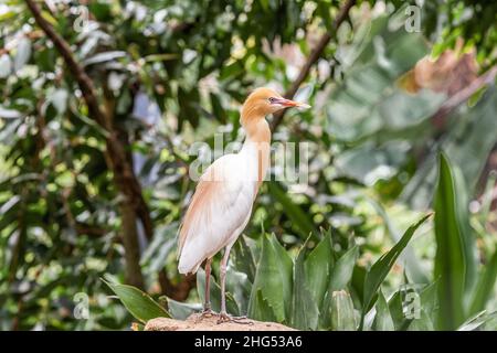 Gros plan de l'Egret de l'est, Bubulcus coromandus, debout sur un rocher en Australie biotope Banque D'Images