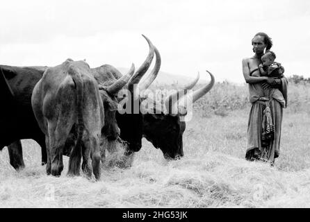 B/W d'une femme traditionnelle rurale Tigrayan transportant son bébé, debout à côté de Raya, à longues cornes de bétail.Tigray, Éthiopie, Afrique Banque D'Images