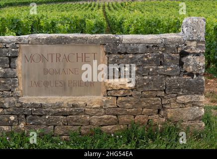 Chassagne-Montrachet, France - 29 juin 2020 : vignoble du domaine Jacques Prieur avec porte et mur en Bourgogne, France. Banque D'Images