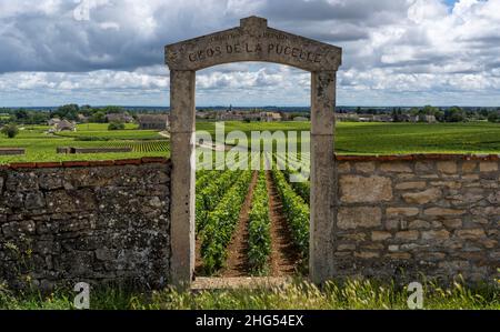 Chassagne-Montrachet, France - 29 juin 2020 : vignoble domaine Clos de la Pucelle avec porte en Bourgogne, Jean Chartron, avec le village de Montrachet Banque D'Images