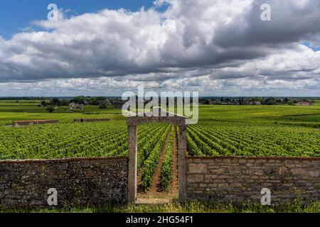 Chassagne-Montrachet, France - 29 juin 2020 : vignoble domaine Clos de la Pucelle avec porte en Bourgogne, avec le village de Montrachet, France. Banque D'Images