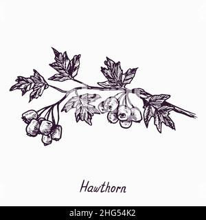 Branche de Hawthorn avec baies et feuilles, esquisse simple dessin de l'oedle avec inscription, style de gravure Banque D'Images