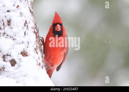 Le cardinal rouge du nord se clins sur le côté d'un arbre lors d'une tempête hivernale Banque D'Images