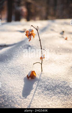 Petite branche de plante d'arbre venant du sol recouvert de neige.Sécher les feuilles d'orange sur la branche.Superbe neige blanche.Photo de haute qualité Banque D'Images