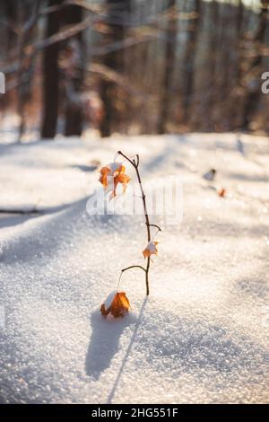 Petite branche de plante d'arbre venant du sol recouvert de neige.Sécher les feuilles d'orange sur la branche.Superbe neige blanche.Photo de haute qualité Banque D'Images
