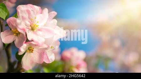Gros plan de cerisiers en fleurs roses sur une branche dans une belle lumière du soleil chaude avec un arrière-plan flou Banque D'Images