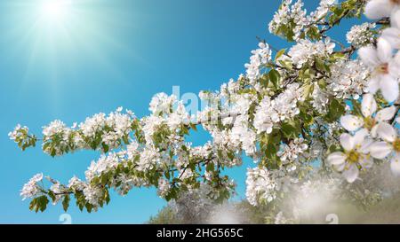 Des fleurs blanches sur une branche dans une belle lumière du soleil avec ciel bleu clair dans l'arrière-plan Banque D'Images