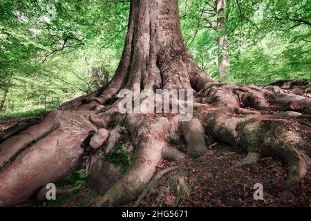 Racines fortes d'un grand vieux hêtre dans une forêt à feuilles caduques Banque D'Images