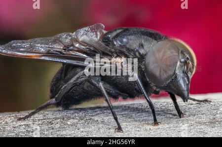 Cactus Fly mexicain, Copestylum mexicanum Banque D'Images