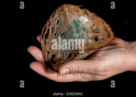 Main humaine paume tenant vieux pain de seigle paix gâtée nourriture moule sur la nourriture reflètent fond noir Banque D'Images