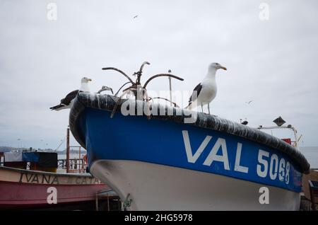 Valparaiso, Chili - février 2020 : les mouettes s'assoient sur le bord du bateau de pêche dans le port, près du marché aux poissons.Ancre à l'arc du bateau à moteur, les mouettes s'assoient autour. Banque D'Images