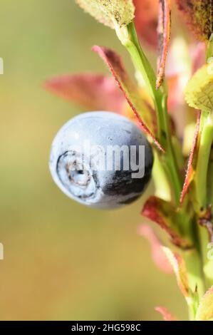 Gros plan sur une baie de bleuet européen Vaccinium myrtillus Banque D'Images