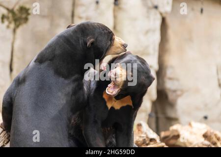 Deux ours Helarctos malayanus - ours malaisien se battent et ont une bouche ouverte. Banque D'Images