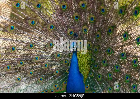 Magnifique oiseau de paon coloré.Le paon a une queue étirée.Il y a des yeux de couleur sur la queue. Banque D'Images