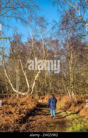 Femme marchant dans les bois à Dersingham Common dans West Norfolk lors d'une journée d'hiver lumineuse. Banque D'Images