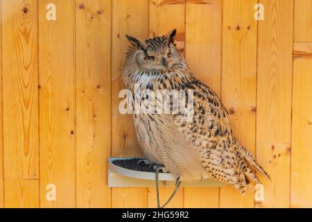 Grande Chouette tachetée - Hibou de l'aigle eurasien - portrait d'une chouette en captivité.La chouette est entraînée par une falconer. Banque D'Images