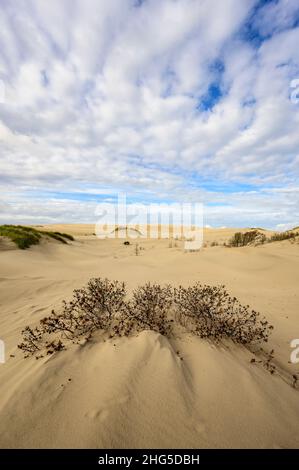 Dunes de sable mouvantes de Råbjerg Mile, Danemark, couvrant les arbres avec seulement les sommets d'arbres encore visibles Banque D'Images