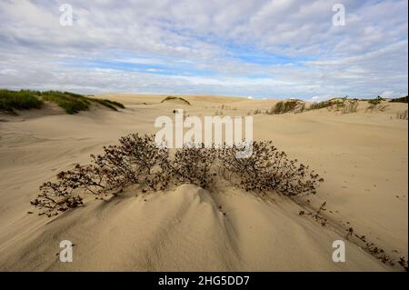 Dunes de sable mouvantes de Råbjerg Mile, Danemark, couvrant les arbres avec seulement les sommets d'arbres encore visibles Banque D'Images