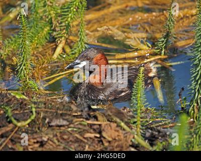 Portrait de Little Grebe ou Dabchick (Tachybaptus ruficollis) nageant dans un étang avec la végétation aquatique au soleil éclatant Perthshire, Écosse, Royaume-Uni Banque D'Images