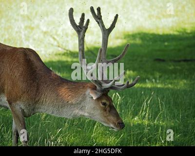 Cerf rouge royal (Cervus elaphus) avec des bois de 12 points broutant dans le cadre d'un grand troupeau sur la propriété de Perthshire, en Écosse, au Royaume-Uni Banque D'Images