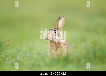 Gros plan d'un joli lapin assis dans l'herbe verte, Royaume-Uni. Banque D'Images