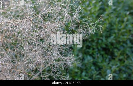 Gypsophila en hiver avec des gouttes de rosée Banque D'Images