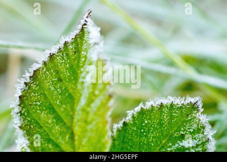 Gros plan des cristaux de gel encrant les bords des feuilles de Bramble (rubus fruticosus) lors d'une journée hivernale froide, filés avec une faible profondeur de champ. Banque D'Images