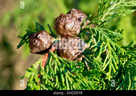 Leyland Cypress (cupressocyparis leylandii), gros plan montrant les cônes globulaire et les feuilles de l'arbre éternel familier. Banque D'Images