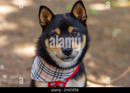 Portrait réconfortant d'un chien Shiba Inu noir et brun clair portant un bandana tartan assis sur un fond boisé flou par temps ensoleillé. Banque D'Images