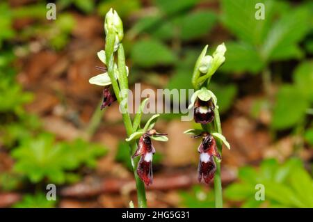 L'orchidée de mouche 'Ophrys insectifera' pousse sur sol calcaire, fleurs mai et juin, orchidée, vulnérable, Hampshire, UK, Banque D'Images