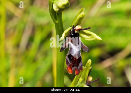 L'orchidée de mouche 'Ophrys insectifera' pousse sur sol calcaire, fleurs mai et juin, orchidée, vulnérable, Somerset, Royaume-Uni, Banque D'Images