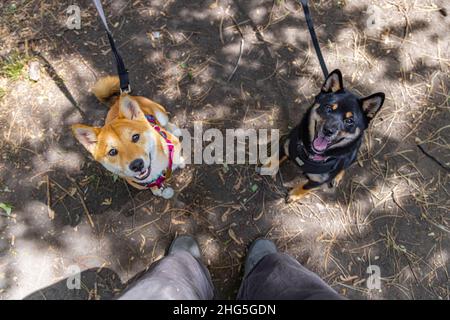 Photo en grand angle de deux jeunes chiens Shiba Inu portant du laisse sur le parc.Chiots noirs, bruns et rouges à la recherche inquistivement vers le propriétaire. Banque D'Images