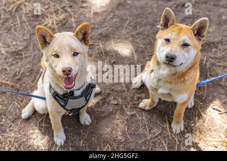 Deux chiens rouges Shiba Inu sont vus assis côte à côte dans le parc.Un chien mature et un jeune chiot posent pour le portrait avec un espace de copie ci-dessous. Banque D'Images