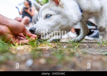 Vue au niveau du sol en tant que Husky sibérien aux yeux bleus, prend un soin de la main d'un maître de chien récompensant l'animal de compagnie dans le parc avec des gens flous en arrière-plan. Banque D'Images