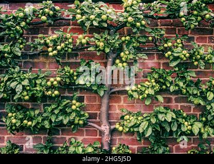 Pommier escalieré dans un jardin de cuisine britannique clos, Angleterre, Royaume-Uni Banque D'Images