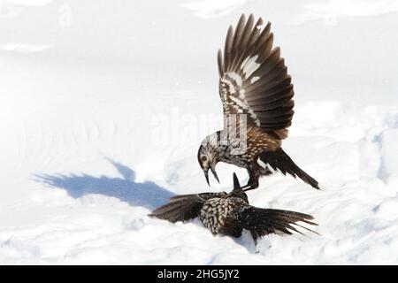 Deux casse-noisettes (Nucifraga caryocatactes) aux ailes ouvertes qui se battent dans un champ de neige des Alpes suisses Banque D'Images