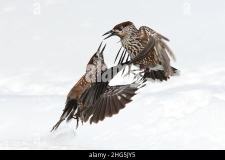 Deux casse-noisettes (Nucifraga caryocatactes) aux ailes ouvertes qui se battent dans un champ de neige des Alpes suisses Banque D'Images