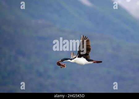 Un cerf impérial adulte, Leucocarbo atriceps, retournant à la colonie de nidification avec du matériel de nidification, Ushuaia, Argentine. Banque D'Images