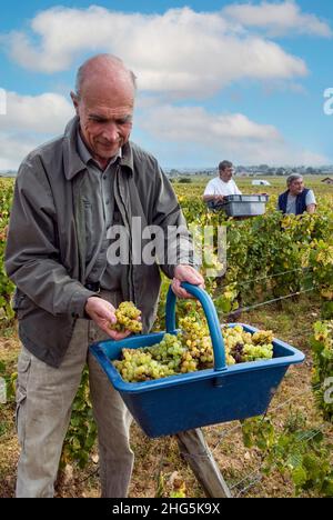 LE MONTRACHET Aubert de Villaine RDC avec un pannier de raisins du Grand cru Chardonnay récoltés dans le domaine de la Romanee-Conti du vignoble du Montrachet, Chassagne-Montrachet, Côte d'Or, France (considéré par beaucoup comme le meilleur vignoble du Chardonnay au monde) Banque D'Images