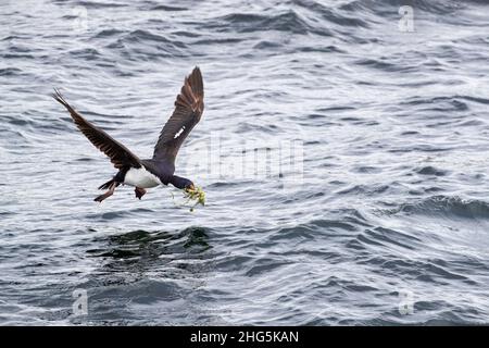 Un cerf impérial adulte, Leucocarbo atriceps, retournant à la colonie de nidification avec du matériel de nidification, Ushuaia, Argentine. Banque D'Images