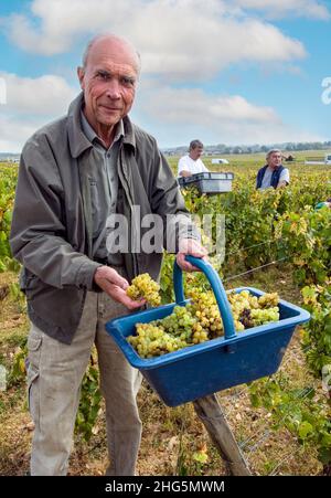 Aubert de Villaine RDC, vigneron renommé, avec un pannier de raisins récoltés du Grand cru Chardonnay dans la parcelle du domaine de la Romanee-Conti du vignoble du Montrachet, Chassagne-Montrachet, Côte d'Or, France Banque D'Images