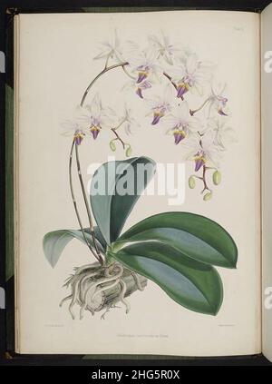 Sélection de plantes d'orchidées.(Deuxième série) (planche II) Banque D'Images