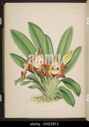 Sélection de plantes d'orchidées.(Deuxième série) (plaque XXXV) Banque D'Images