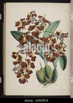 Sélection de plantes d'orchidées.(Deuxième série) (plaque XXVI) Banque D'Images
