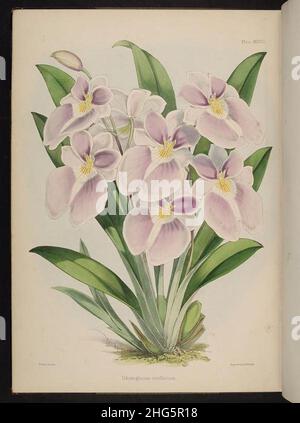 Sélection de plantes d'orchidées.(Deuxième série) (planche XXXVIII) Banque D'Images
