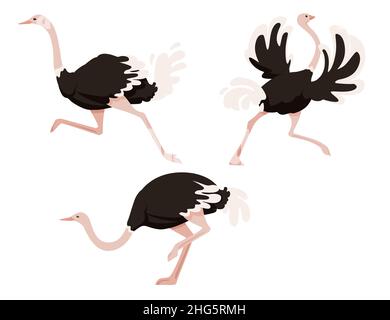 Ensemble mignon autruche running african Flightless oiseau dessin animé animal dessin vectoriel plat illustration isolée sur fond blanc Illustration de Vecteur